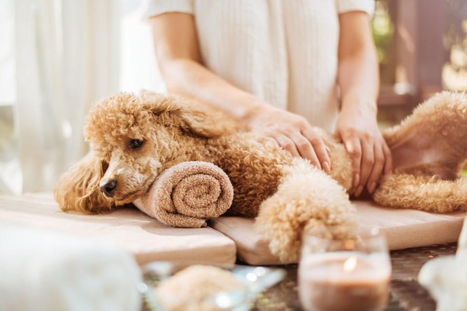 dog birthday party ideas pampered pet massages