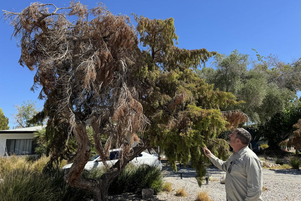 Norm Schilling inspects the dieback of a juniper tree in Las Vegas on Aug. 23. (Denise Chow/NBC)