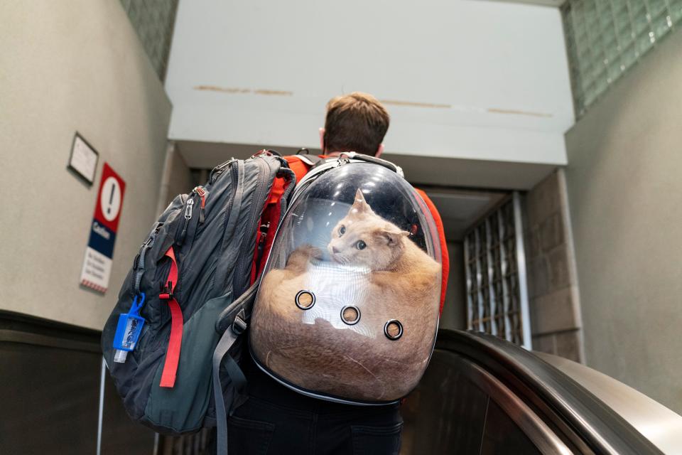 Sam Hinthron carries his cat, Giro, in a backpack while looking to board a commuter train to Boston Nov. 20, 2020, in Providence, Rhode Island.