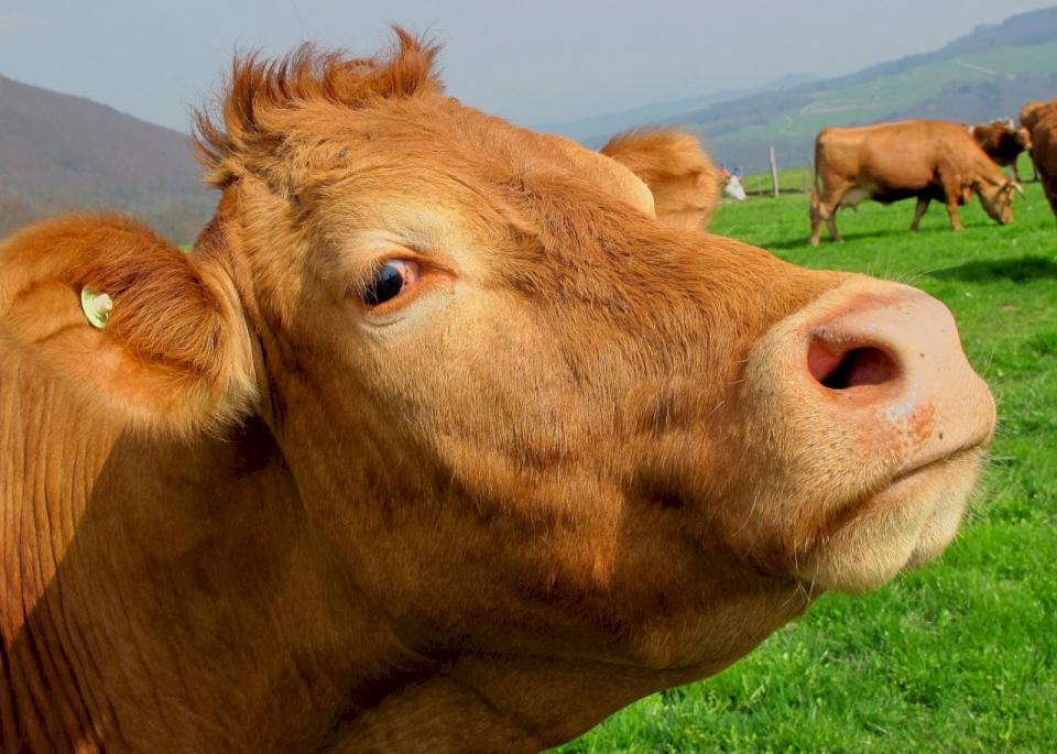 牛，畜牧。(圖：Pexels)