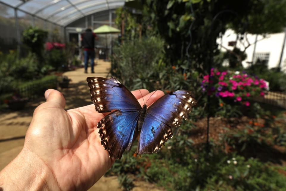 Vista del Butterfly Pavilion en el Museo de Historia Natural de Los Ángeles.