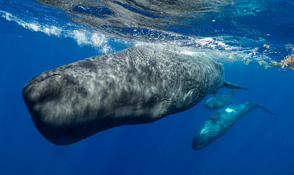 Close up of a sperm whale swimming with two other sperm whales behind it