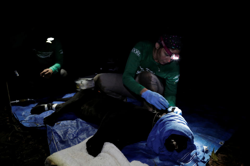 <p>Veterinarian Louise Maranhao from the Mamiraua Institute examines a black male jaguar after capturing him at the Mamiraua Sustainable Development Reserve in Uarini, Amazonas state, Brazil, March 6, 2018. (Photo: Bruno Kelly/Reuters) </p>