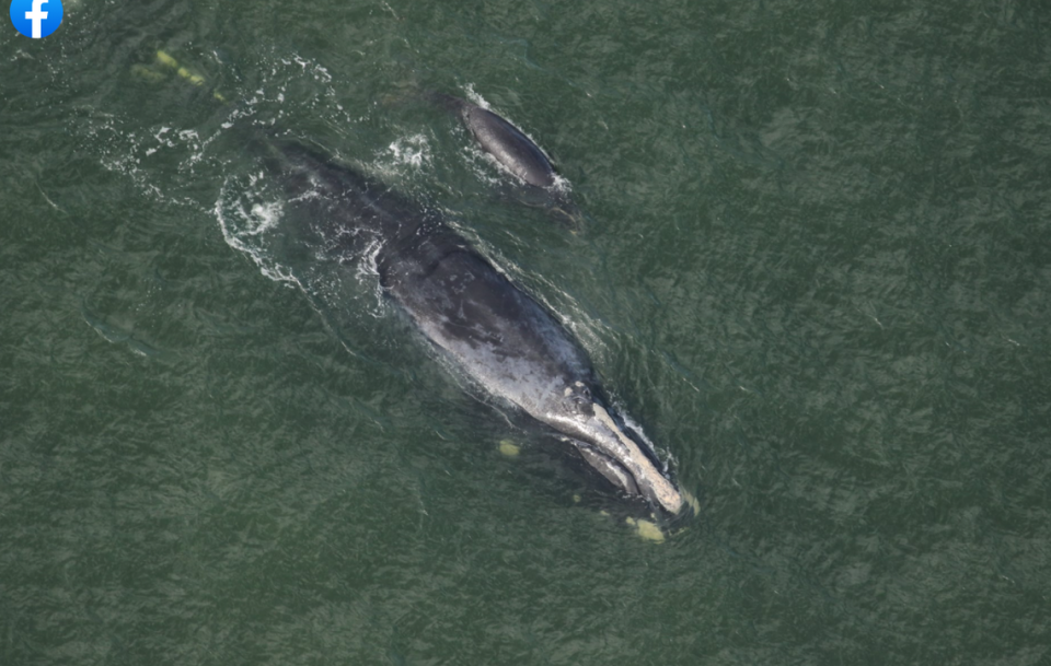 “Chiminea,” a 13-year-old North Atlantic right whale swims with its calf near Cumberland Island, Georgia.