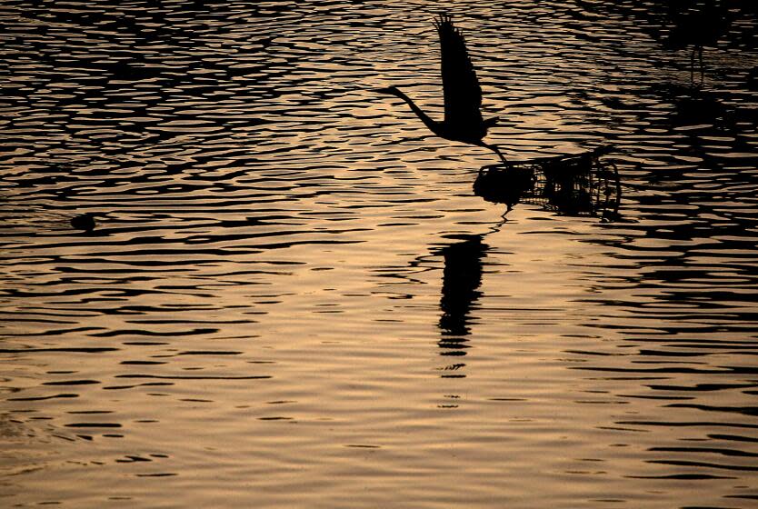 LONG BEACH, CALIF. - DEC. 6, 2023. A heron takes flight off of an abandoned shopping cart in the bed of the Los Angeles River in Long Beach on Tuesday, Dec. 6, 2023. L.A. County aims to collect billions more gallons of local water by 2045. (Luis Sinco / Los Angeles Times)