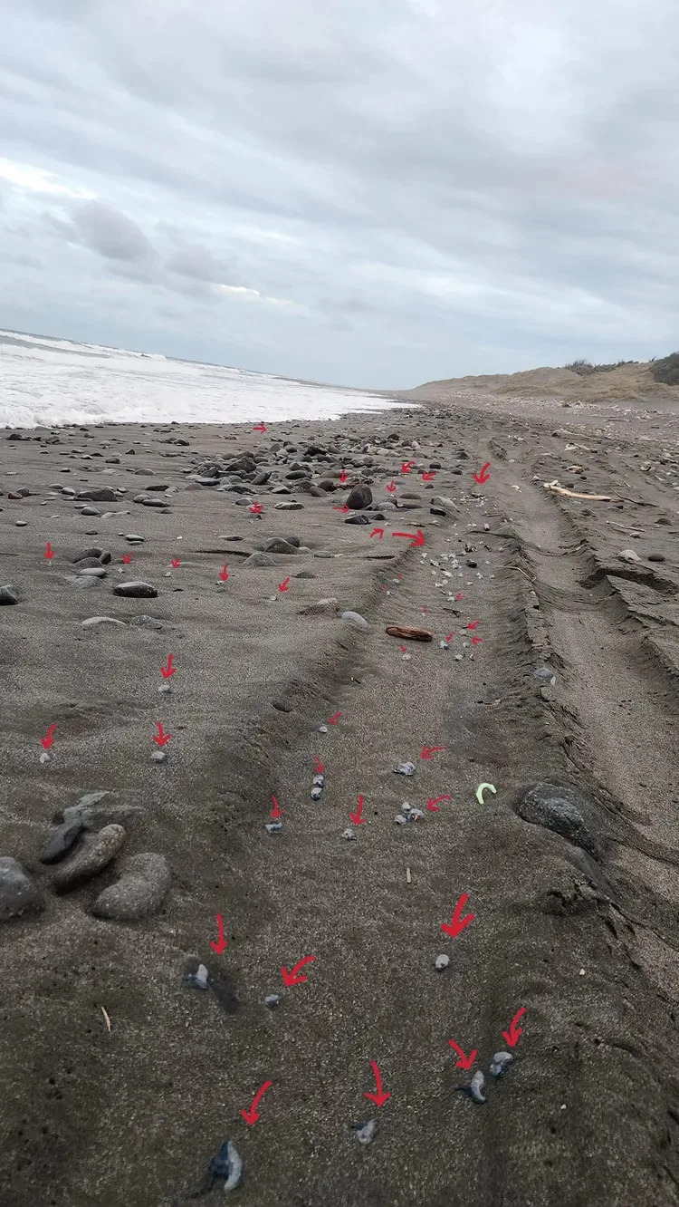 網友目擊認為海灘上有上千隻「僧帽水母」。翻攝自爆廢1公社