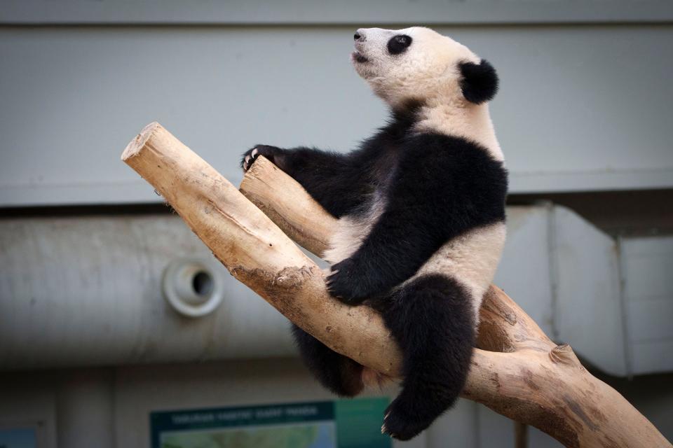 Pandas are generally solitary creatures but can vocalize during social interactions with other pandas.