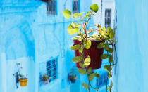<p>Potted plants hang on the walls of Chefchaouen, accenting the city’s vibrant blue walls.</p>