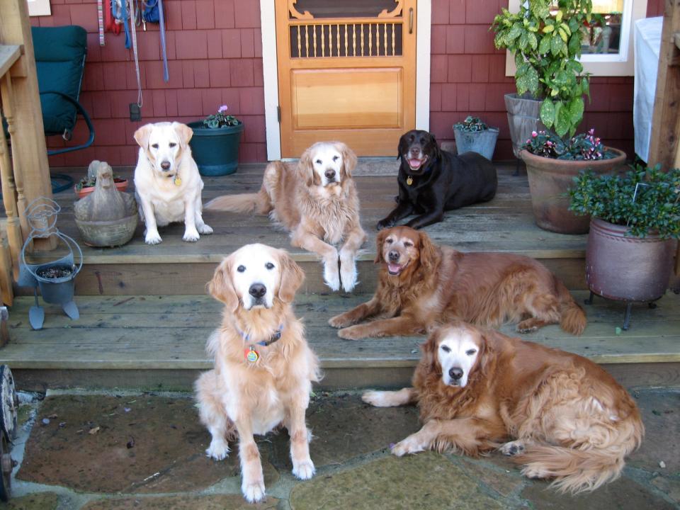 Lily's Legacy Senior Dog Sanctuary residents in Petaluma, Calif.