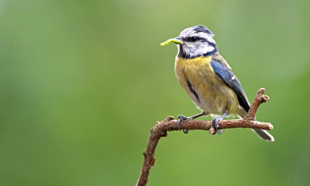 <span>Photograph: Lisa Geoghegan/Alamy</span>