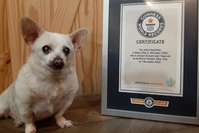 At 23 years old, a chihuahua mix from Camden, Ohio, named Spike is the oldest living dog in the world according to Guinness World Records.