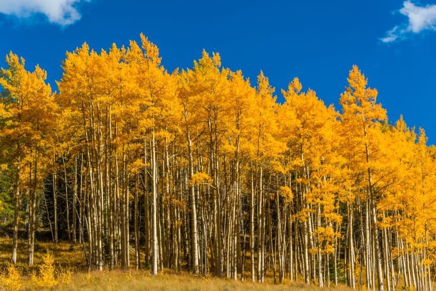 Aspen trees in the Fall along Shrine Pass Road near Vail, Colorado. (Getty Images)
