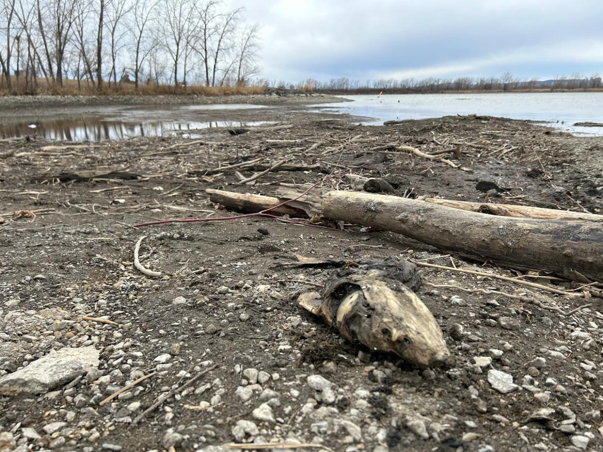 Every winter, the St. Lawrence Seaway Management Corporation lowers the water level in certain channels and canals to facilitate maintenance procedures ahead of the navigation season.  (Rowan Kennedy/CBC - image credit)