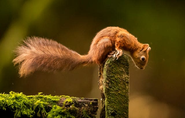 A red squirrel