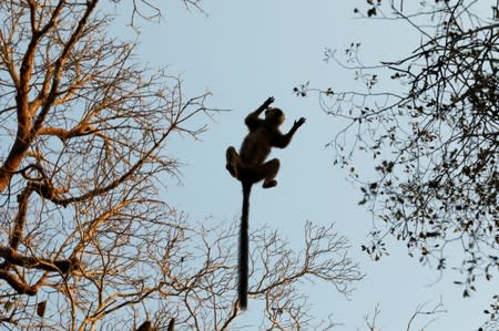 Red-fronted brown lemur jumps between trees at the Kirindy forest near the city of Morondava