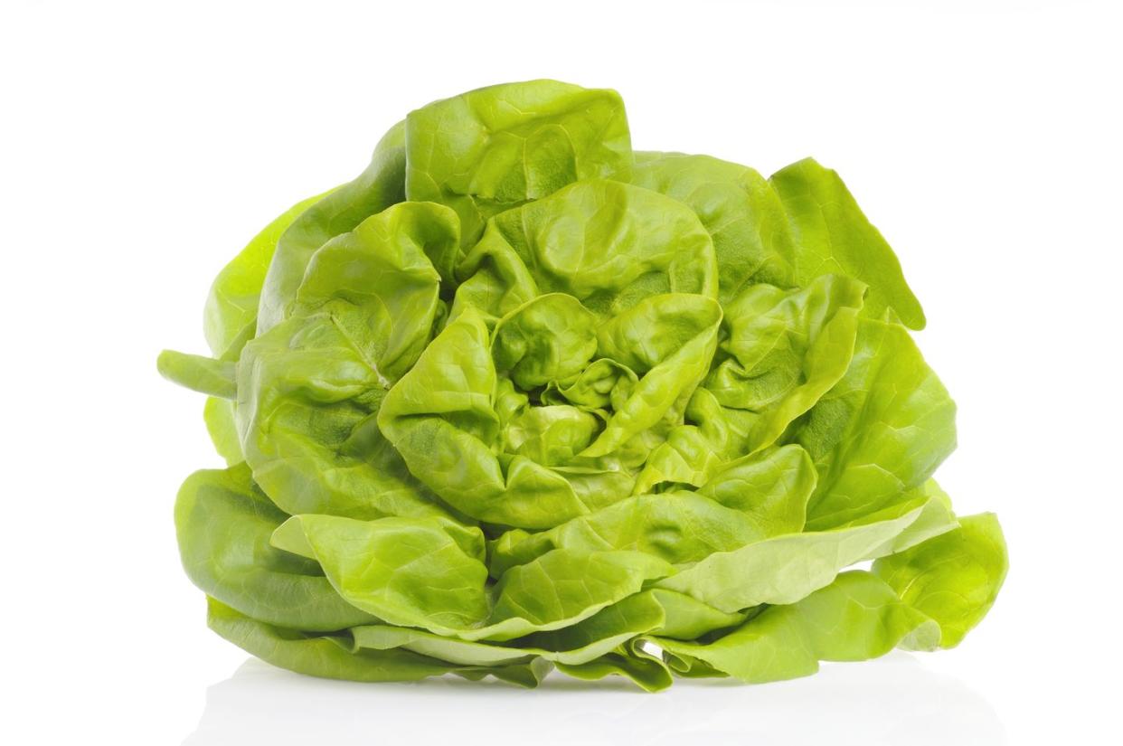 butterhead lettuce