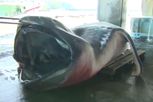 megamouth shark caught in Japan