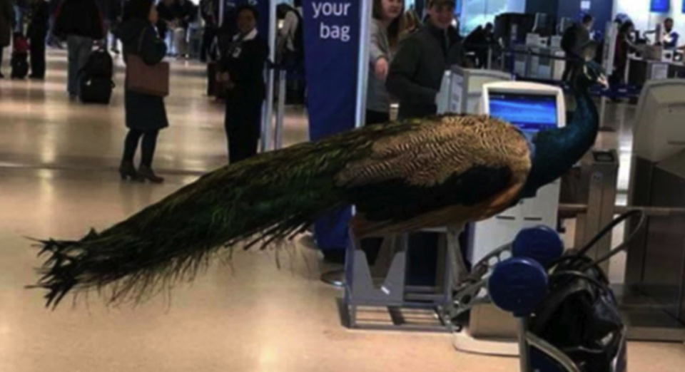 The peacock is seen sitting on top of the woman’s luggage (The Jet Set)