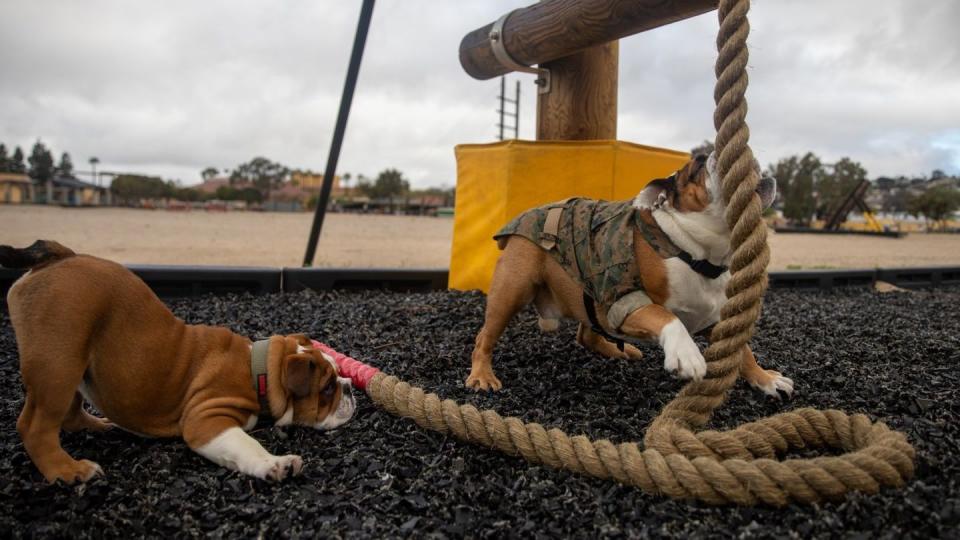 Cpl. Manny, right, and Recruit Bruno train on a rope during the confidence course at Marine Corps Recruit Depot San Diego, March 20, 2022. (Cpl. Elliott A. Flood-Johnson/Marine Corps)