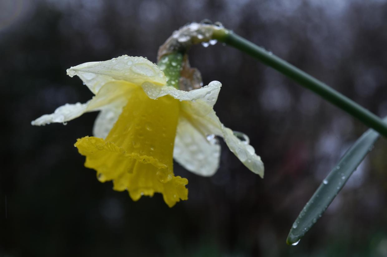 No matter the weather the venerable daffodil can be relied upon to brighten the gloomiest of April days.