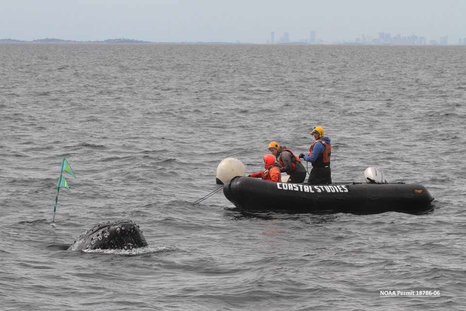 Members of the Center for Coastal Studies' Marine Animal Entanglement Response team work to free a young humpback whale of its entanglement on Sept. 25.
