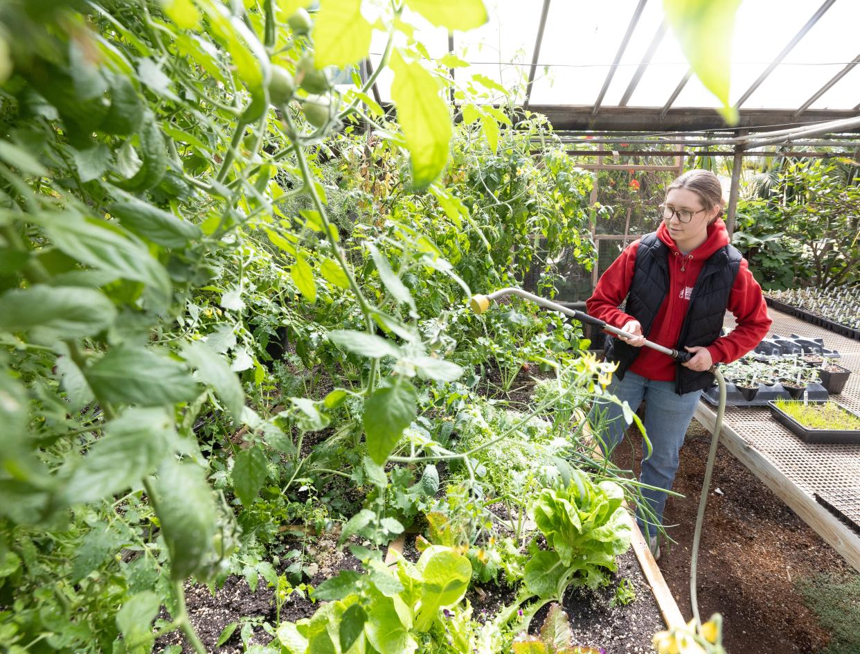 Jenna Selby waters vegetables at Anthony Petitti Organic Greenhouse in Nimishillen Township. The business is celebrating its 100th anniversary.