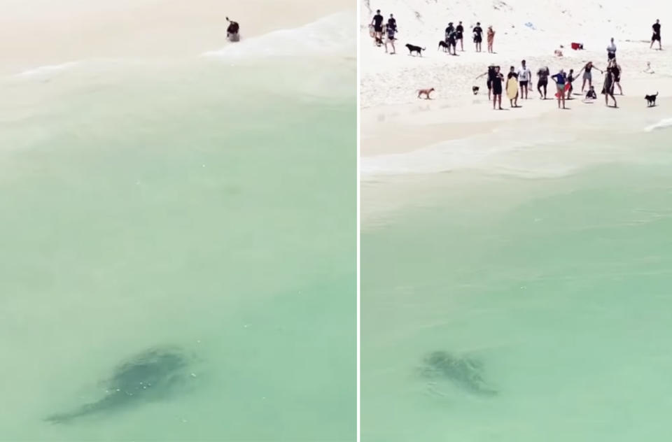 A tiger shark lurks close to the beach as people watch on from the shore. 