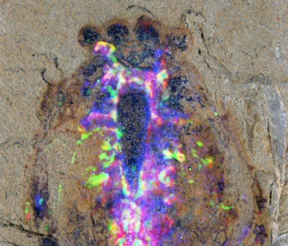 This close-up of the head region of the Alalcomenaeus fossil specimen includes superimposed colors of a microscopy technique that reveal the distribution of chemical elements in the fossil. Copper shows up as blue, iron as magenta and the CT sc