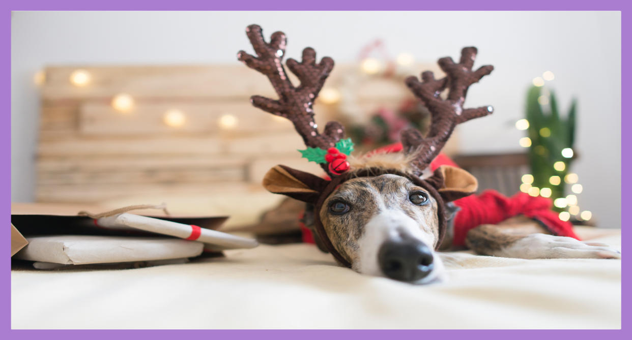 Planning and preparation is key to make sure your pets have a safe, stress-free holiday season. (Photo: Getty Creative)