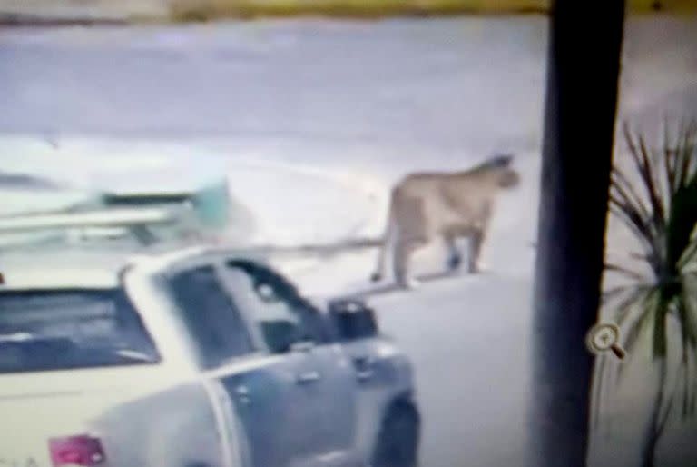 Un puma suleto en las calles de Villa Gesell