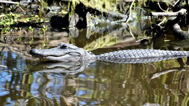 Unusual animals found in NYC: Alligators, snakes, tigers, cougars