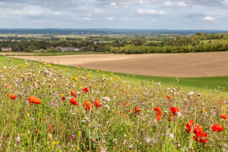 <span class="caption">Wildflowers border farmland in Sussex, UK.</span> <span class="attribution"><a class="link " href="https://www.shutterstock.com/image-photo/looking-out-over-meadow-wild-flowers-1175258251?src=naFFRNmc0g2xD4fDYv4mog-1-97" rel="nofollow noopener" target="_blank" data-ylk="slk:Shutterstock.;elm:context_link;itc:0;sec:content-canvas">Shutterstock.</a></span>