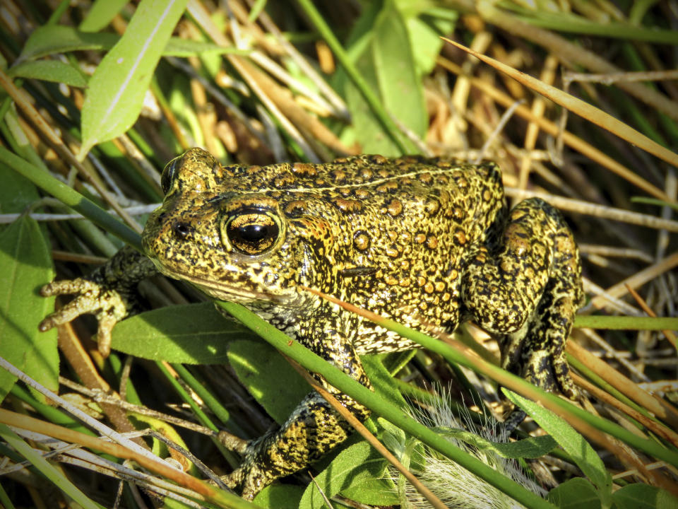 FILE - A rare Dixie Valley toad sits in grass in June 2017 in the Dixie Meadows in Churchill County, Nev. A federal judge said on Tuesday, Jan. 4, 2022, he intends to temporarily block any construction work for 90 days at a proposed geothermal power plant in Nevada that opponents say would destroy a sacred tribal site and could result in extinction of a rare toad being considered for endangered species protection. (Patrick Donnelly/Center for Biological Diversity via AP,File)