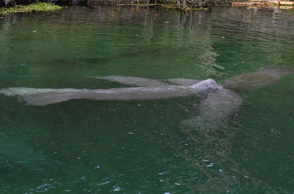 Manatees gather together at Blue Spring State Park on Monday, Nov. 27, 2023.