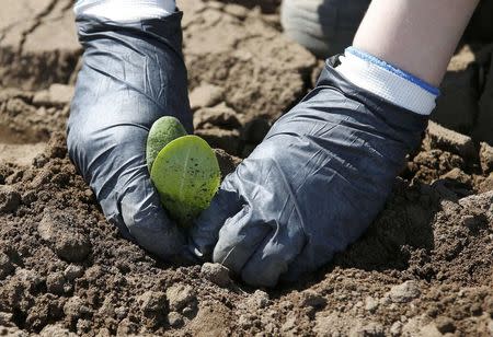 Workers planting Punkin's at Poskitts farm in Goole, Britain May 23, 2016. REUTERS/Andrew Yates