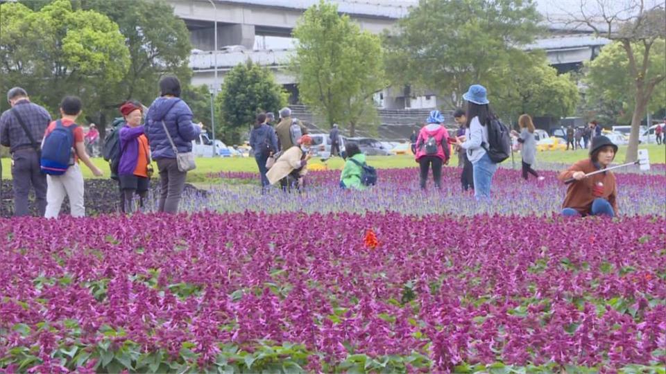 快新聞／228連假南北花景大車拼！北市推紫色花海 潘孟安推「屏東限定」黃花風鈴木