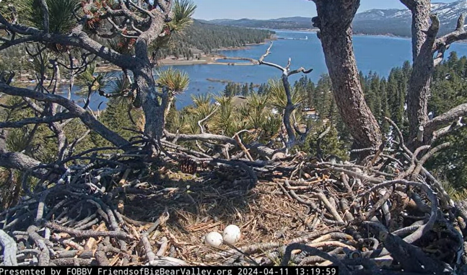 One of the three eggs broke in Jackie and Shadow’s nest April 11.