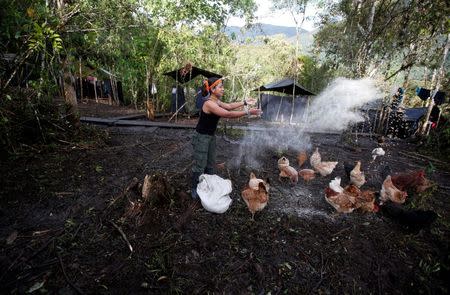 Patricia, a member of the 51st Front of the Revolutionary Armed Forces of Colombia (FARC), feeds chickens at a camp in Cordillera Oriental, Colombia, August 16, 2016. REUTERS/John Vizcaino