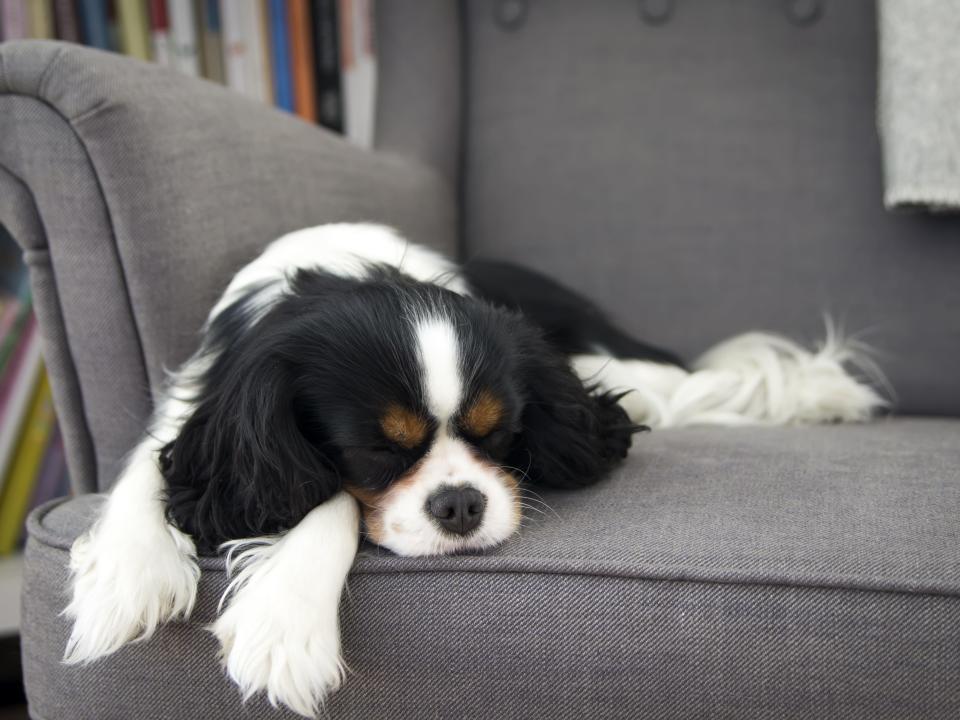 Cavalier King Charles spaniel dog sleeping on sofa