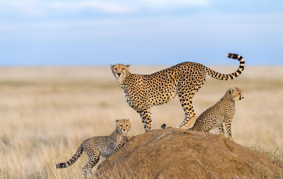 野生獵豹目前僅存約7000隻。圖片來源：Getty image