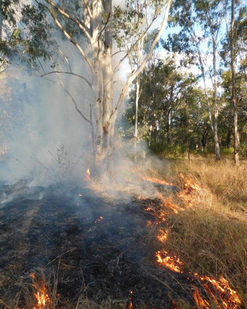 A small cool burn managed by Indigenous firesticks alliance.