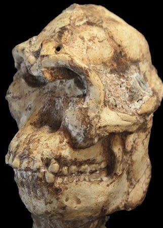 The Little Foot skull is pictured in this undated handout photo obtained by Reuters April 1, 2015. REUTERS/Wits University/Handout via Reuters