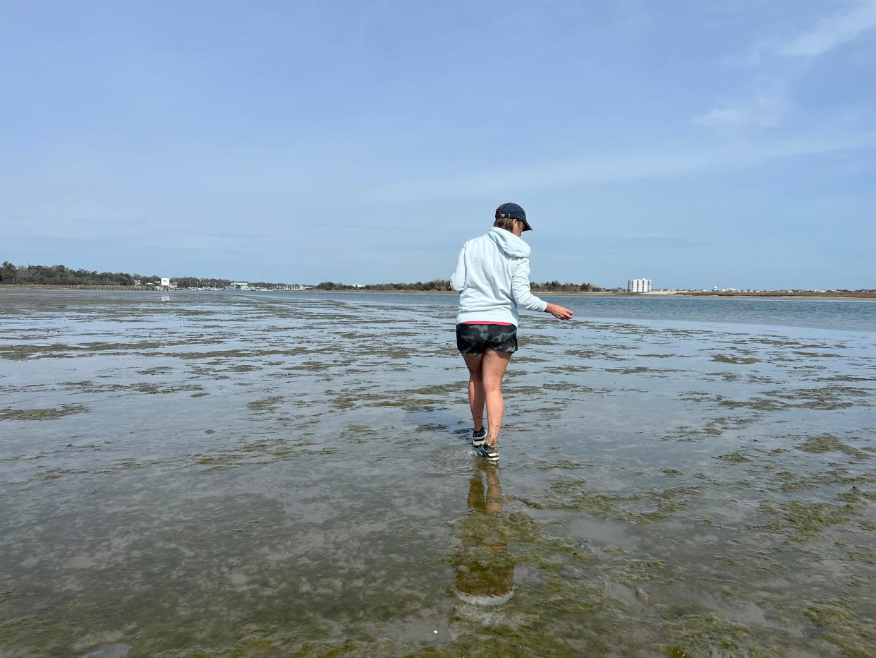 Traci Johnson of Wilmington combs the shores of the Intracoastal Waterway near Bradley Creek in Wilmington, looking for shells during low tide.