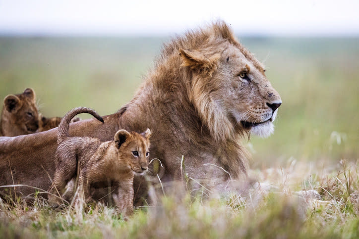 lion with cubs