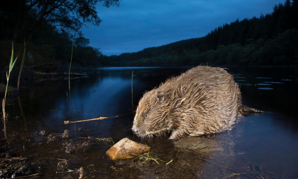 <span>Photograph: Nature Picture Library/Alamy</span>