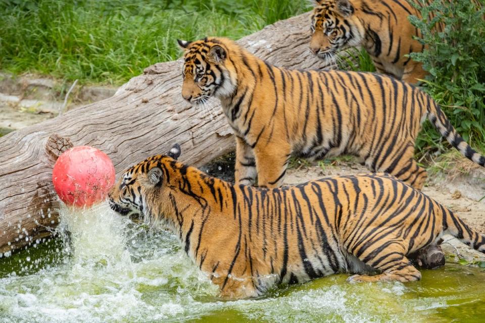 Sumatran tiger cubs play with balls  in the water at London Zoo (ZSL London Zoo)