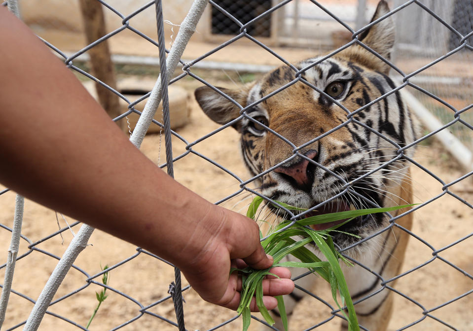 The authorities reveal confiscated tigers from Tiger Temple