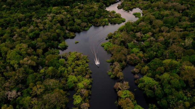 Amazon rainforest Brazil
