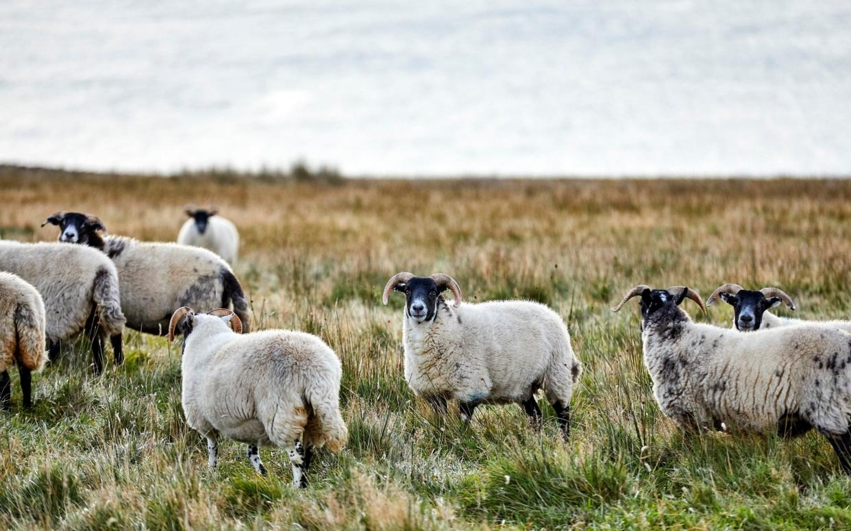 Sheep in a field - Veterinary nurse's dogs kill 15 sheep