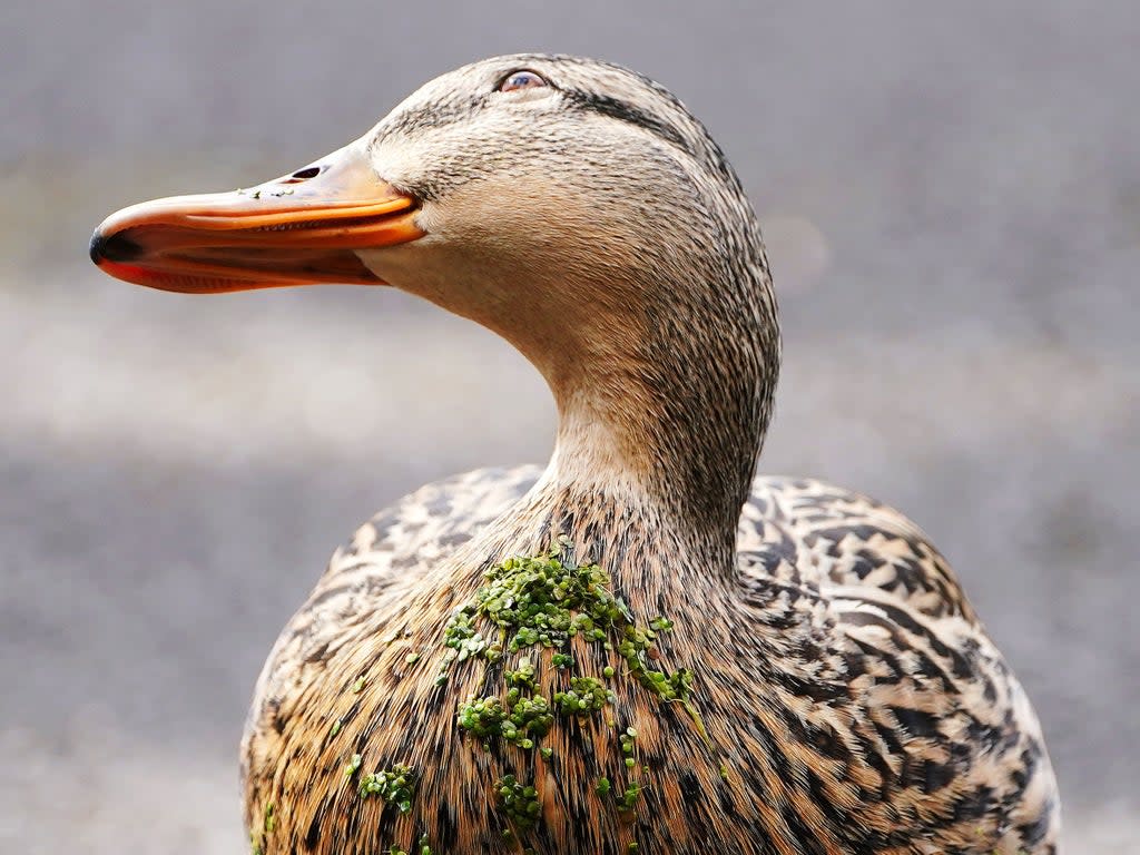 Representational: A duck with duckweed stuck to it's breast on a sunny day in the National Botanic Gardens, Dublin (PA)